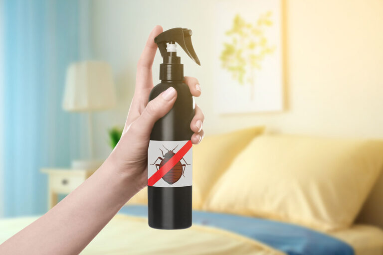 The Best Bed Bug Removal Remedies Available