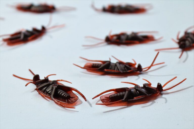The Best Ultrasonic Pest Control Devices