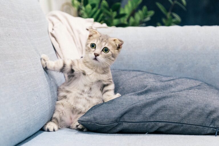 This Year’s Best Pet Carriers