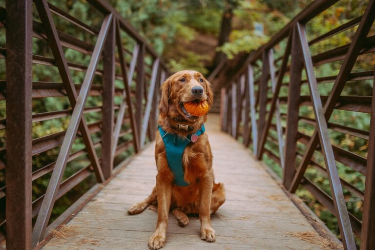 30 More Things Your Pets Would Ask For If They Could